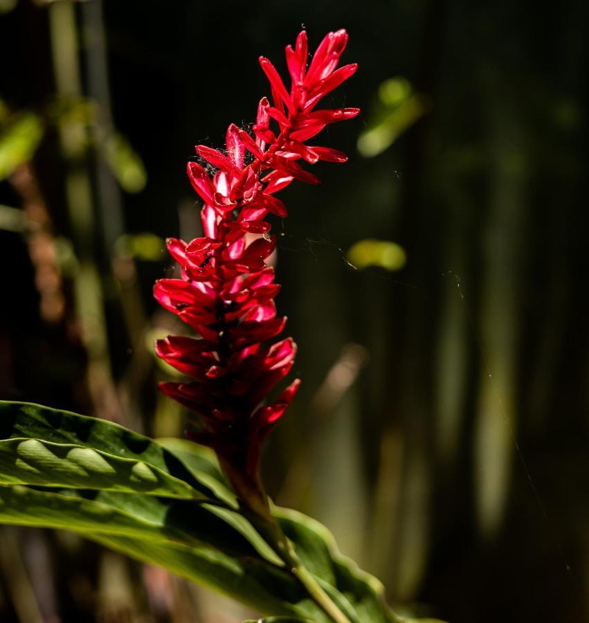 Casa Tucanes Manuel Antonio Dış mekan fotoğraf