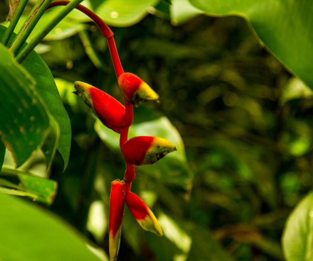 Casa Tucanes Manuel Antonio Dış mekan fotoğraf
